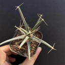 Leuchtenbergia principis, 4-5cm