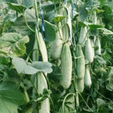Goat Horn Crispy Melon Seeds, 2g