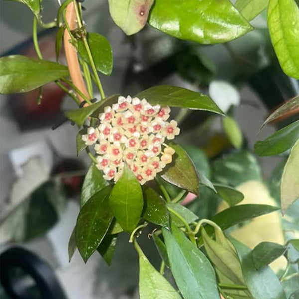Hoya walliniana, 5 Cuttings