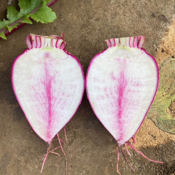 'Aizhenhong' Turnip Seeds, 5g