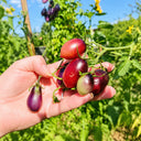312 Marchenfee Fairytale Fairy Tomato, 5 Seeds