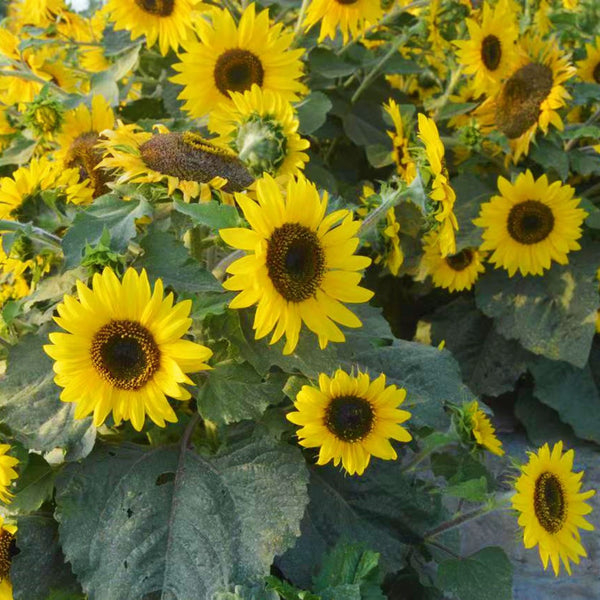 Chihuahua Dwarf Ornamental Sunflower Seeds, 3g