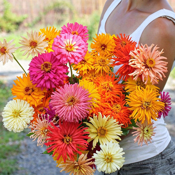 W1355 Cactus-Flowered Zinnia Mix, 100 Seeds