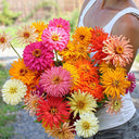 W1355 Cactus-Flowered Zinnia Mix, 100 Seeds