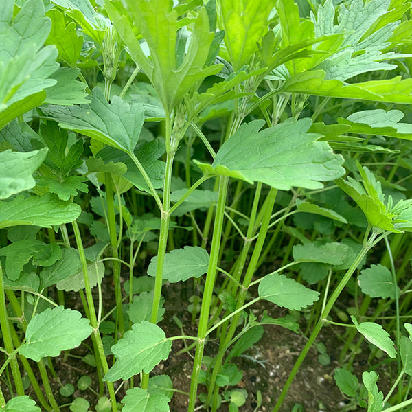 Motherwort seeds, 50g