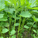 Motherwort seeds, 50g