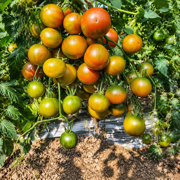 68 Evil Olive Tomato, 5 Seeds