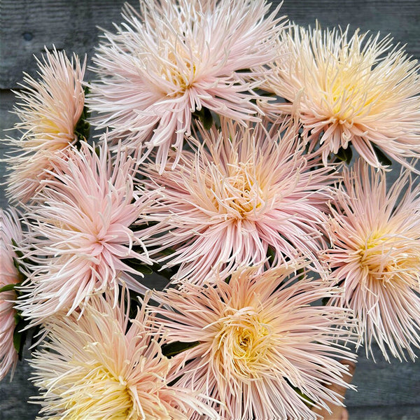 Aster 'Valkyrie Brunhilde Chamois', 10 Seeds