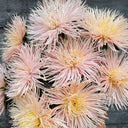 Aster 'Valkyrie Brunhilde Chamois', 10 Seeds
