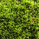 Short-stemmed Moss Seeds, 500 Seeds