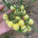 Cream White Cherry Tomato F1 Seeds, 20 Seeds