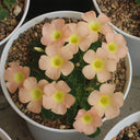 Oxalis pulchella var. tomentosa Series Bulb, 5 Bulbs