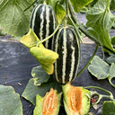 'Boyang No.9' Sesame Honey Melon, 500 Seeds