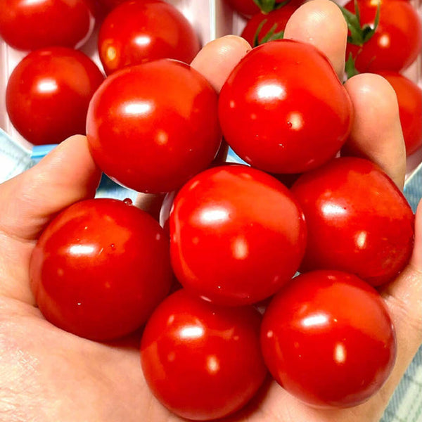 Minusinsk Red Cherry Tomato Seeds, 5 Seeds