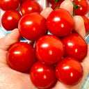 Minusinsk Red Cherry Tomato Seeds, 5 Seeds