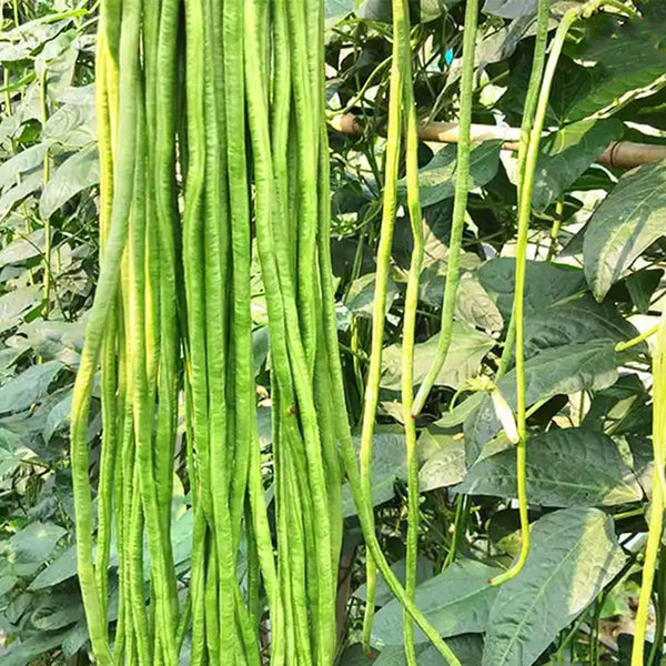 Ningjiang No.3 Yardlong Bean Seeds, 5 × 10g Bags