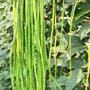 Ningjiang No.3 Yardlong Bean Seeds, 5 × 10g Bags