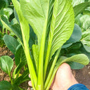 Little Shanghai F1 Bok Choy Seeds, 5g