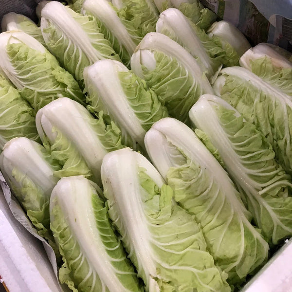 Golden Summer Crown Cabbage Seeds, 10g