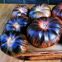 Marsha's Starfighter Beefsteak Tomato Seeds, 5 Seeds