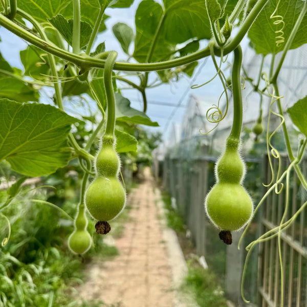 Giant Birdhouse Gourd, 10 Seeds