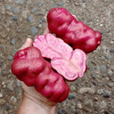 True Potato Seeds (TPS), Lookin' Waqy, 4 Seeds