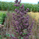Black Quinoa Planting Seeds, 30 Grams ≈ 12000 Seeds
