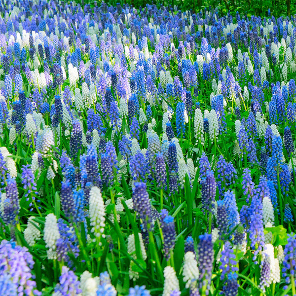 Mixed Color Grape Hyacinth, 50 Seeds