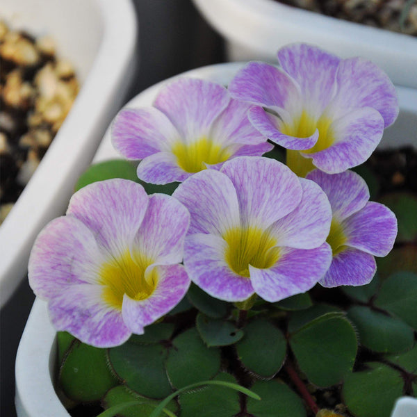 Oxalis obtusa Series Bulb - 'Rounded Venus', 3 Bulbs