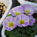 Oxalis obtusa Series Bulb - 'Rounded Venus', 3 Bulbs