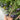 1025 Cosmic Trail F5 Tomato, 5 Seeds