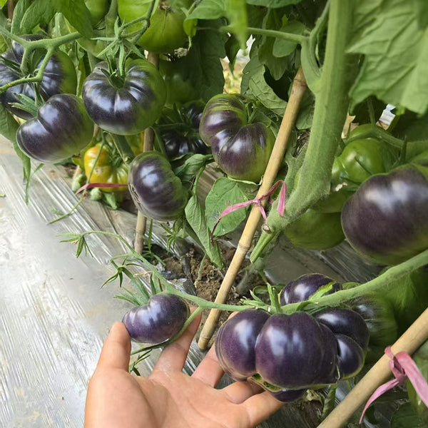 1025 Cosmic Trail F5 Tomato, 5 Seeds