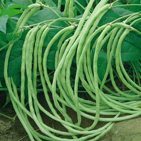 'Jiefeng' Dwarf Long Bean Seeds, 20g
