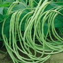 'Jiefeng' Dwarf Long Bean Seeds, 20g