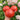 416 Cœur Rose Strié de Pessac Tomato, 5 Seeds