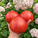 416 Cœur Rose Strié de Pessac Tomato, 5 Seeds