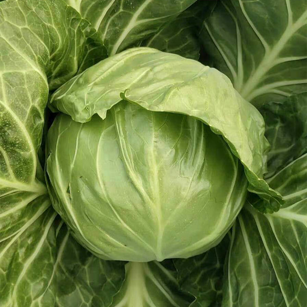 'Xingyou' Fruit Cabbage, 500 Seeds