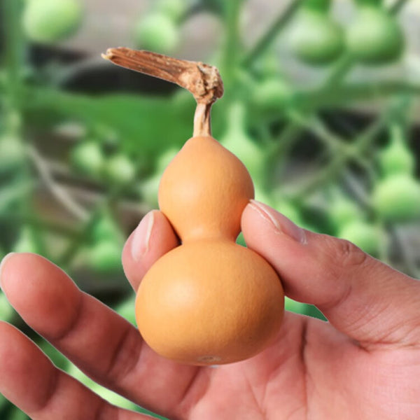 Extra Small Bottle Gourd, 30 Seeds