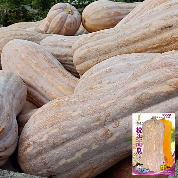 Pillow Pumpkin Seeds, 10 Seeds