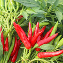 Tasty Upward-Growing Chili Pepper Seeds, 60 Seeds