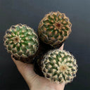 Echinocereus melanocentrus, 4-5cm