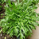 Curly Endive Seeds, 5g