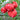 83 Monkey Ass Tomato, 5 Seeds