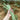 Jiemei No.6 Long Bean Seeds, 20g