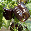 Coffee Fruit Sweet Pepper, 50 Seeds