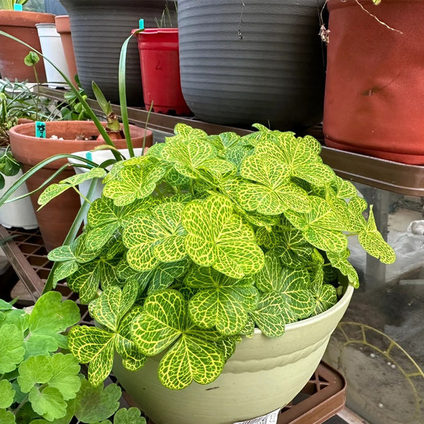 Oxalis corymbosa 'Aureo-reticulata', 5 Bulbs