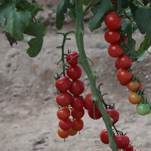 'Sweet Ruby Gem' Cherry Tomato Seeds, 20 Seeds