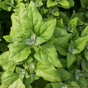 New Zealand Spinach Seeds, 20g