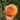746 Red Belly Tomato, 5 Seeds
