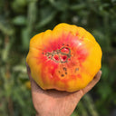 746 Red Belly Tomato, 5 Seeds